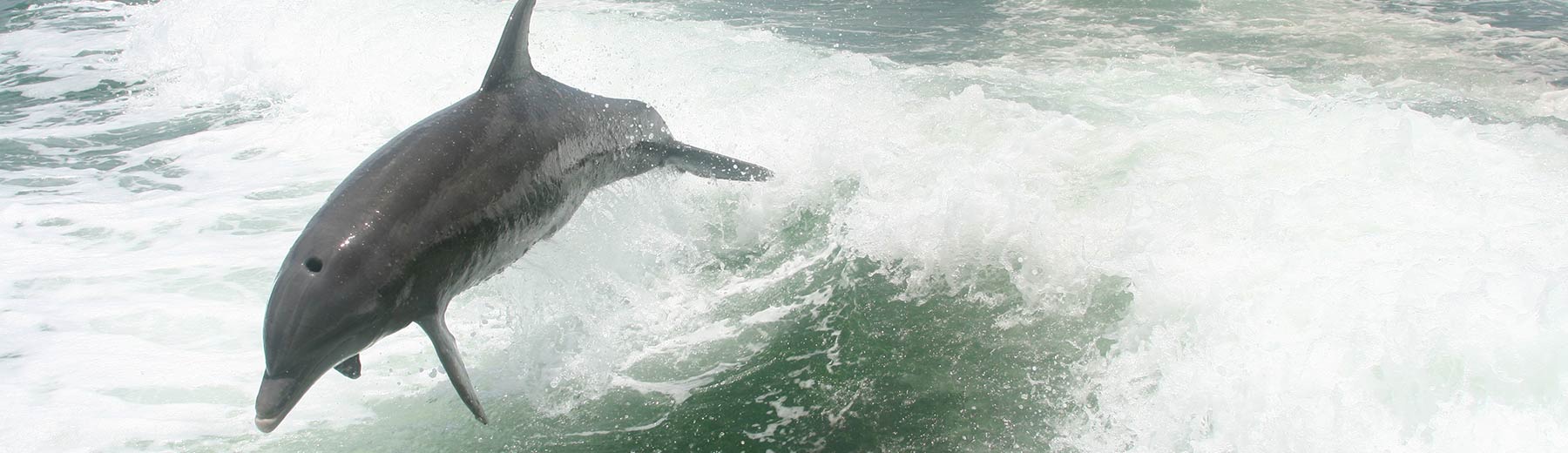 dolphin swimming near the beach in Florida